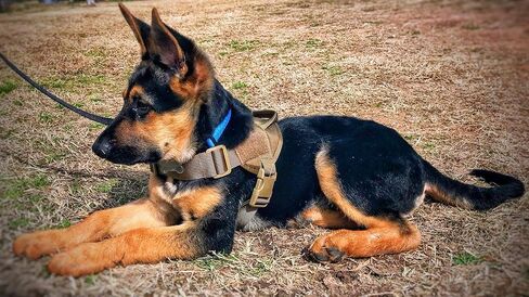 سرج JiePai التكتيكي للكلاب الكبيرة بدون سحب، سرج الكلاب العسكري (أسود، L) in Kuwait