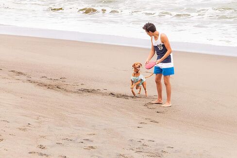 RC Pet Products Zephyr Cooling Dog Vest, Cooling Dog Coat, Small, Ice Blue in Saudi Arabia