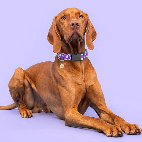 BiPawTi Floral Dog Collar for Girl Boy - Dog Collars Cute Flower Puppy Collar for Extra Small Dog, Soft Adjustable Dogs Collar for Small Dogs with Pretty Daisies Charms (XS, Purple) in Kuwait