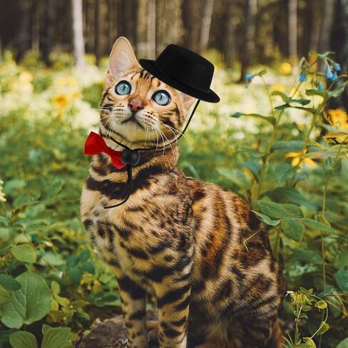 Balacoo 2Pcs Hamster Hat and Bowtie Set Guinea Pig Hat with Bow Tie Bowtie Dog Collar Small Pet Bowtie Top Cap Funny Pet Costume for Lizard Rabbit Hedgehog Black in Saudi Arabia