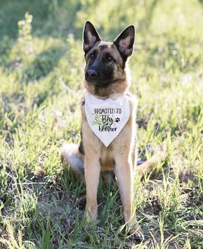 NTKIO Funny White Flower Pattern Plaid Cotton Pet Dog Bandana, Promoted to Big Brother, Pet Dog Pregnancy Announcement Gender Reveal Photo Prop Triangle Bibs Accessories for Dog Lovers Owner Gift in Kuwait