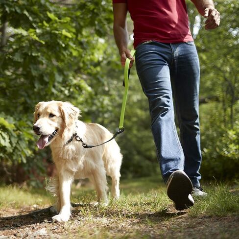 Franklin Pet Supply - Nylon Dog Leash - Comfort - Neoprene Handles- Shok-Tek Bungee System - 4 Foot - Dog Training - Walking in Saudi Arabia
