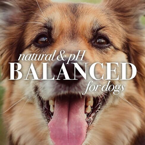 شامبو بيرت بيز للحيوانات الأليفة والجراء الطبيعي واللطيف بدون دموع | مصنوع من اللبن والعسل | شامبو جرو بلا دموع للبشرة اللطيفة والمعطف | درجة حموضة متوازنة للكلاب - صنع في الولايات المتحدة الأمريكية، 16 أونصة، عبوة من قطعتين in Kuwait