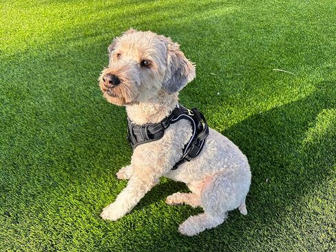 ROOSK Dog Harness | No-Pull, Reflective, 4-Way Adjustable w/Poop Bag Holder | Ultimate Comfort, Soft, Padded Waterproof Oxford w/Airmesh | 2 Leash Clips (Green, Medium) in Saudi Arabia