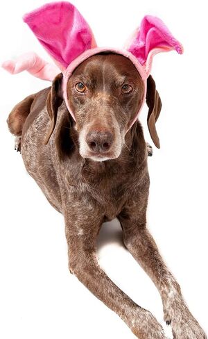 Midlee Dog Pig Halloween Headband Costume with Tail- Large in Saudi Arabia