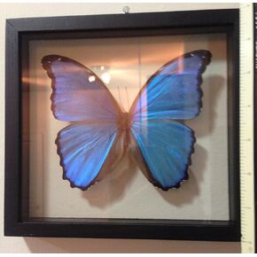 Ben the Butterfly Guy Blue Morpho Butterfly Framed and Mounted in Black Display in Saudi Arabia