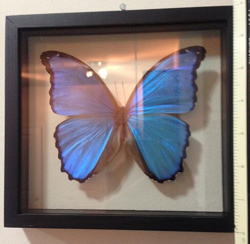 Ben the Butterfly Guy Blue Morpho Butterfly Framed and Mounted in Black Display in Saudi Arabia