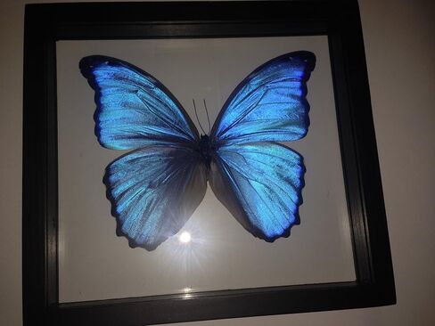Ben the Butterfly Guy Blue Morpho Butterfly Framed and Mounted in Black Display in Saudi Arabia