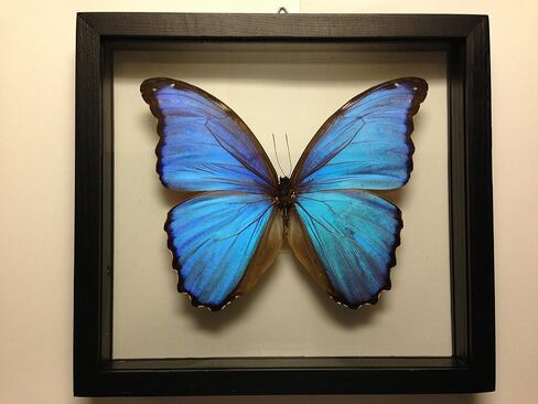 Ben the Butterfly Guy Blue Morpho Butterfly Framed and Mounted in Black Display in Saudi Arabia
