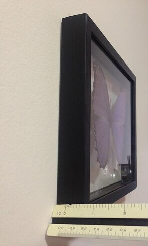 Ben the Butterfly Guy Blue Morpho Butterfly Framed and Mounted in Black Display in Saudi Arabia