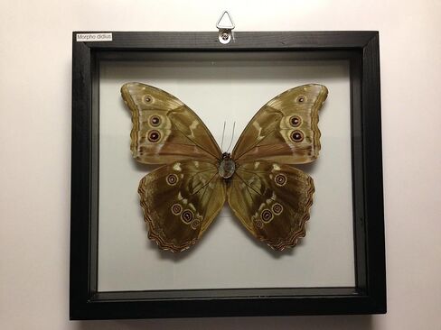Ben the Butterfly Guy Blue Morpho Butterfly Framed and Mounted in Black Display in Saudi Arabia
