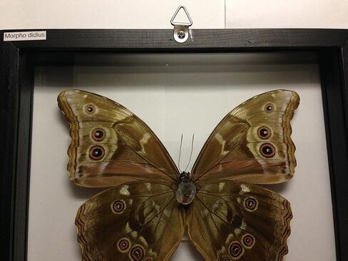 Ben the Butterfly Guy Blue Morpho Butterfly Framed and Mounted in Black Display in Saudi Arabia