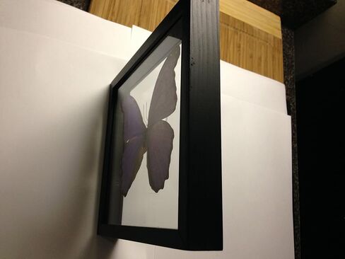 Ben the Butterfly Guy Blue Morpho Butterfly Framed and Mounted in Black Display in Saudi Arabia