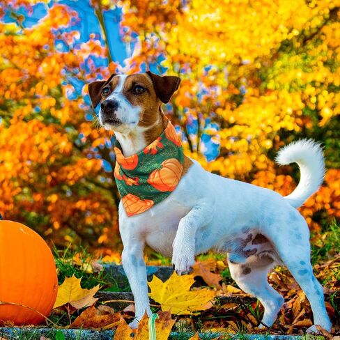 Sweetude 100 Pieces Fall Dog Bandanas Bulk, Thanksgiving Bandanas for Dogs Pumpkin Maple Leaves Pattern Pet Triangle Scarf, Puppy Dog Kerchief Bibs for Medium Small Pets Autumn Costume Accessories in Saudi Arabia