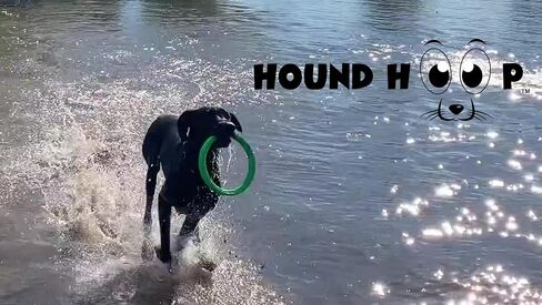 Hound Hoop - لعبة احترافية لإحضار الكلاب للسلالات المتوسطة والكبيرة - إطار جلب متدحرج وحلقة مطاردة للتدريب في الهواء الطلق ولعب استرجاع المياه - تساعد على تحسين خفة الحركة والتوازن والسرعة - 10x1.5... in Kuwait