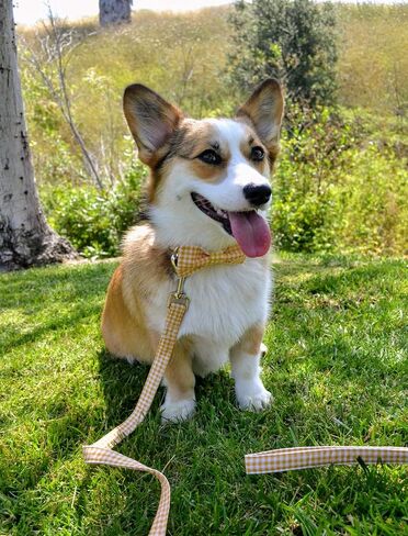 lionet paws Cotton Handmade Dog Leash Unique for Small Medium Large Dogs in Saudi Arabia