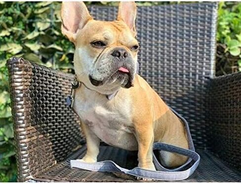 lionet paws Cotton Handmade Dog Leash Unique for Small Medium Large Dogs in Saudi Arabia