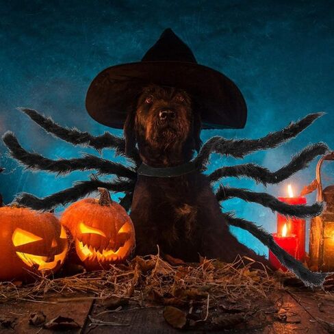 Dog Spider Costume, Spider Dog Costume Halloween Costume for Dogs or Cats, Horror Simulation Plush Big Spider Wings Dress Up Halloween Party Decoration. (S) Black in Saudi Arabia