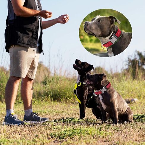 طوق كلب عاكس، طوق كلب من النايلون للكلاب الكبيرة والكلاب المتوسطة - أطواق جرو قابلة للتعديل مع مشبك معدني سريع التحرير - أطواق حيوانات أليفة ناعمة مبطنة بالنيوبرين قابلة للتنفس باللون الأحمر in Kuwait