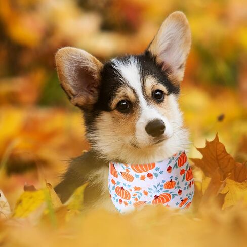 Fall Dog Cat Bandana,Thanksgiving Turkey Spice Pumpkin Bandana for Small Medium Large Dogs Pets Puppies (Small) in Saudi Arabia