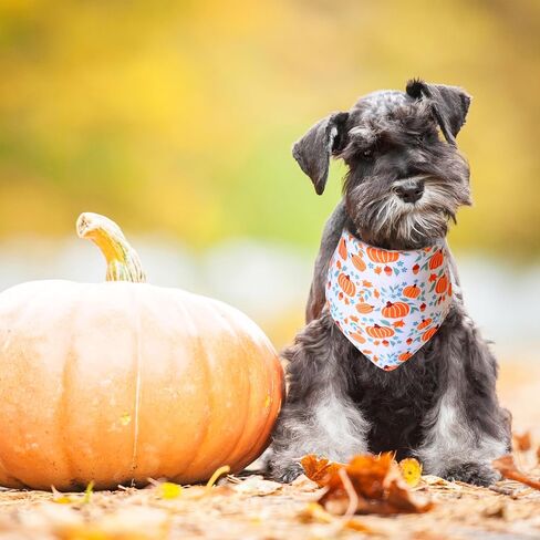 Fall Dog Cat Bandana,Thanksgiving Turkey Spice Pumpkin Bandana for Small Medium Large Dogs Pets Puppies (Small) in Saudi Arabia
