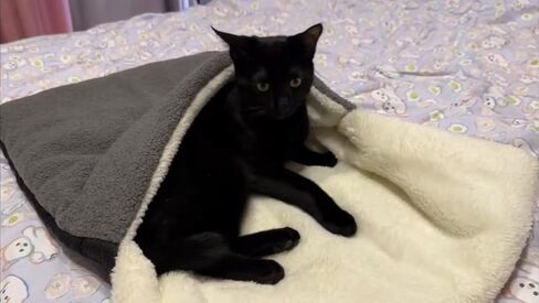 سرير القطط COOWONE ذاتي التدفئة للقطط، مقاس 27.5 بوصة × 19.6 بوصة، بساط حراري للقطط، بساط دافئ جدًا للحيوانات الأليفة للأماكن الخارجية والداخلية، سرير القطط الصغيرة، سرير الحيوانات الأليفة الصغيرة in Kuwait