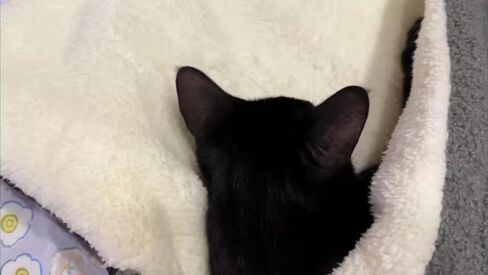 سرير القطط COOWONE ذاتي التدفئة للقطط، مقاس 27.5 بوصة × 19.6 بوصة، بساط حراري للقطط، بساط دافئ جدًا للحيوانات الأليفة للأماكن الخارجية والداخلية، سرير القطط الصغيرة، سرير الحيوانات الأليفة الصغيرة in Kuwait