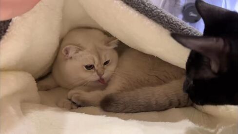 سرير القطط COOWONE ذاتي التدفئة للقطط، مقاس 27.5 بوصة × 19.6 بوصة، بساط حراري للقطط، بساط دافئ جدًا للحيوانات الأليفة للأماكن الخارجية والداخلية، سرير القطط الصغيرة، سرير الحيوانات الأليفة الصغيرة in Kuwait