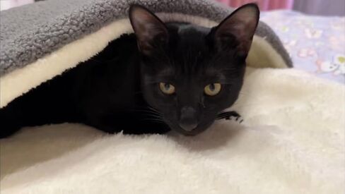 سرير القطط COOWONE ذاتي التدفئة للقطط، مقاس 27.5 بوصة × 19.6 بوصة، بساط حراري للقطط، بساط دافئ جدًا للحيوانات الأليفة للأماكن الخارجية والداخلية، سرير القطط الصغيرة، سرير الحيوانات الأليفة الصغيرة in Kuwait