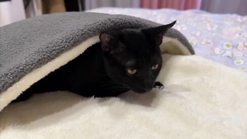 سرير القطط COOWONE ذاتي التدفئة للقطط، مقاس 27.5 بوصة × 19.6 بوصة، بساط حراري للقطط، بساط دافئ جدًا للحيوانات الأليفة للأماكن الخارجية والداخلية، سرير القطط الصغيرة، سرير الحيوانات الأليفة الصغيرة in Kuwait