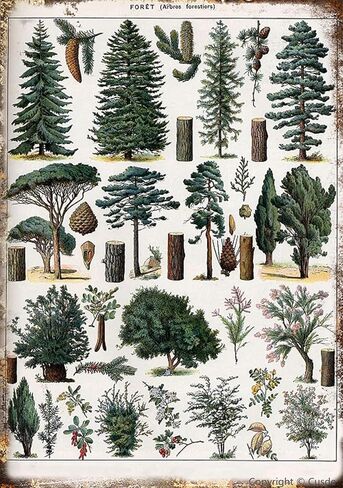 Forest Metal Tin Sign Forest Wall Art Pine Tree Nature Forest Decor Outdoor Indoor Wall Panel Retro Vintage Home Decoration 8x12 Inch in Kuwait