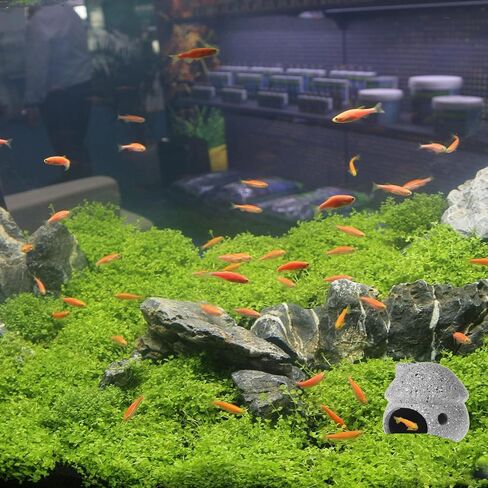 Fish Tank Hideout Landscaping, Aquarium Ornament Decoration for Small Fish Shrimp Crab to Rest/Breed/Hiding, Mushroom House Cave Decor, Natural in Kuwait