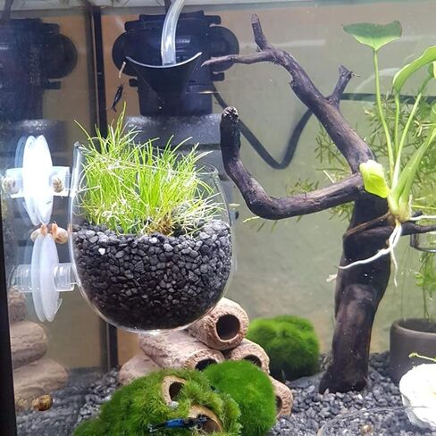 ايليندا كوب زجاجي كريستالي للنباتات المائية مع اكواب شفط لتزيين حوض السمك من ان واي in Kuwait