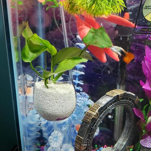 ايليندا كوب زجاجي كريستالي للنباتات المائية مع اكواب شفط لتزيين حوض السمك من ان واي in Kuwait