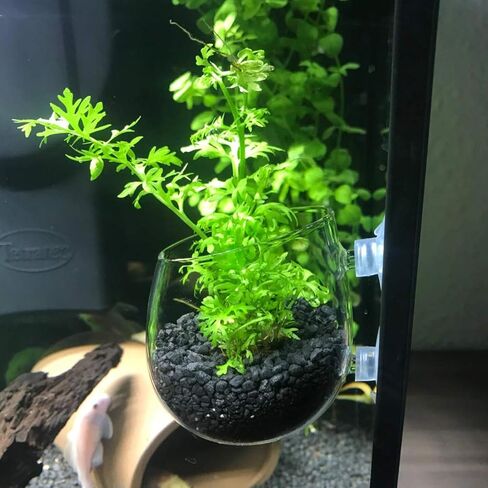 ايليندا كوب زجاجي كريستالي للنباتات المائية مع اكواب شفط لتزيين حوض السمك من ان واي in Kuwait