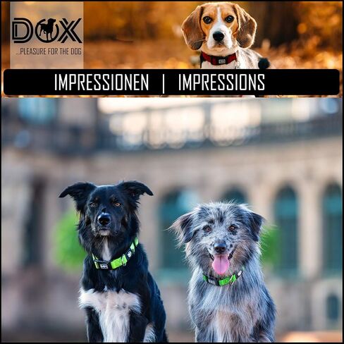 DDOXX Airmesh Dog Collar - Strong and Adjustable Collars Dogs - XS (Orange) in Kuwait