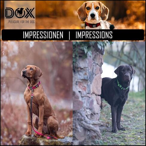 DDOXX Airmesh Dog Collar - Strong and Adjustable Collars Dogs - XS (Orange) in Kuwait