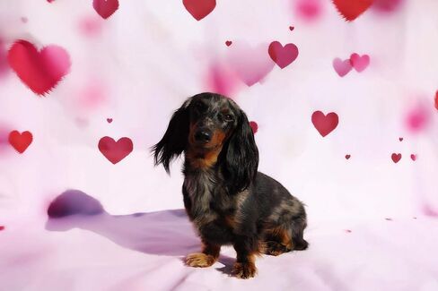 Mocsicka Valentine's Day Backdrop 7x5ft Red Heart Decoration Photography Backdrops Photo Background for Galentine's Day Photo Props Video Photography Backdrops Props in Saudi Arabia