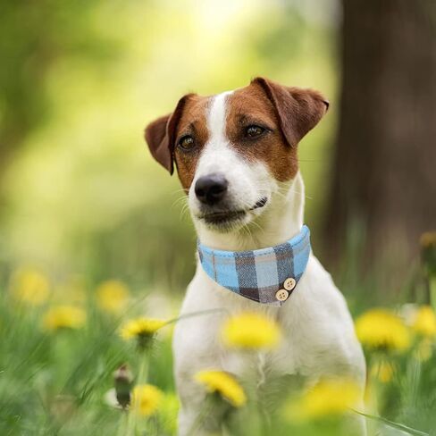 BINGPET Bow Tie Dog Collar and Leash Set,Cute Adjustable Classic Plaid Dog Bandana Collar with Bell, Fit for Small Dogs, Puppies and Cats Outdoor Walking in Saudi Arabia