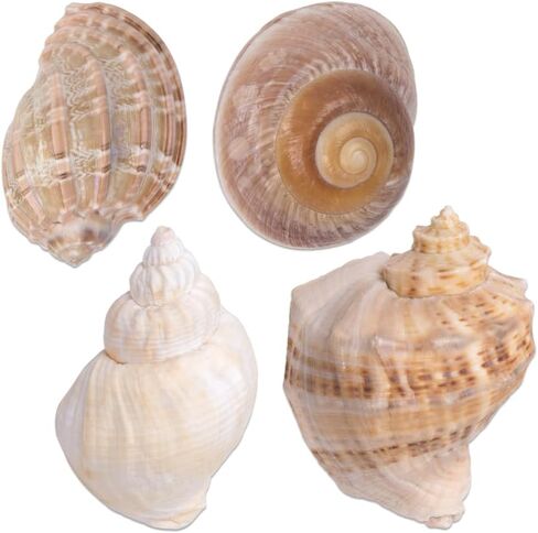 Comidox 4Pcs Natural and Decorative Hermit Crab Shells 4 Styles Perfect Habitat for Large Hermit Crabs in Saudi Arabia
