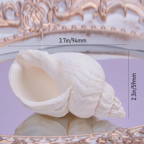 Comidox 4Pcs Natural and Decorative Hermit Crab Shells 4 Styles Perfect Habitat for Large Hermit Crabs in Saudi Arabia