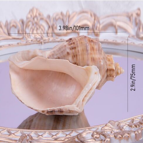 Comidox 4Pcs Natural and Decorative Hermit Crab Shells 4 Styles Perfect Habitat for Large Hermit Crabs in Saudi Arabia