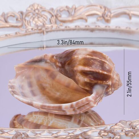 Comidox 4Pcs Natural and Decorative Hermit Crab Shells 4 Styles Perfect Habitat for Large Hermit Crabs in Saudi Arabia