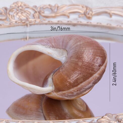 Comidox 4Pcs Natural and Decorative Hermit Crab Shells 4 Styles Perfect Habitat for Large Hermit Crabs in Saudi Arabia