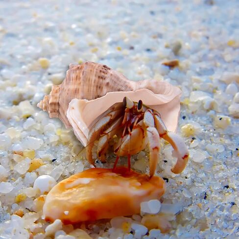 Comidox 4Pcs Natural and Decorative Hermit Crab Shells 4 Styles Perfect Habitat for Large Hermit Crabs in Saudi Arabia