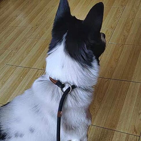 BTINESFUL 5FT Durable Slip Lead Rope Dog Leash, No Pull Nylon Training Leash for Medium Large Dogs, 1/2" X 5', Black in Kuwait