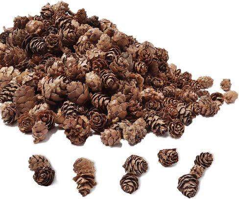 Ira Pollitt 300 قطعة من مخاريط الصنوبر الطبيعي عيد الميلاد مخاريط الصنوبر الطبيعي الحلي عيد الشكر Pinecones الحلي للحرف اليدوية، ديكور المنزل، الخريف وعيد الميلاد in Kuwait