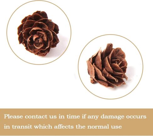 Ira Pollitt 300 قطعة من مخاريط الصنوبر الطبيعي عيد الميلاد مخاريط الصنوبر الطبيعي الحلي عيد الشكر Pinecones الحلي للحرف اليدوية، ديكور المنزل، الخريف وعيد الميلاد in Kuwait