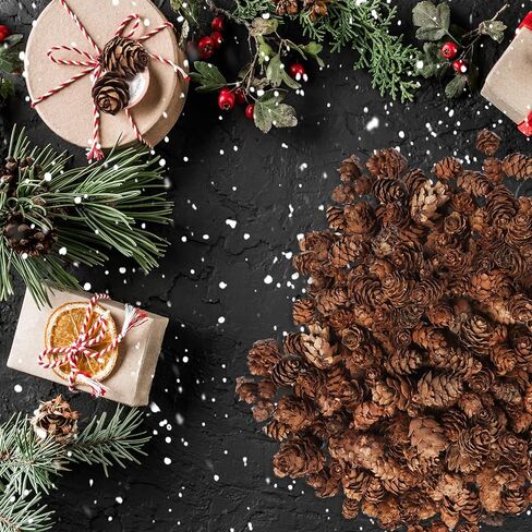 Ira Pollitt 300 قطعة من مخاريط الصنوبر الطبيعي عيد الميلاد مخاريط الصنوبر الطبيعي الحلي عيد الشكر Pinecones الحلي للحرف اليدوية، ديكور المنزل، الخريف وعيد الميلاد in Kuwait