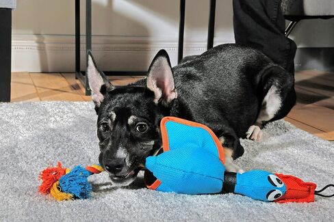 Hartz Tuff Stuff Nose Divers Plush Duck Tug Dog Toy - Small in Saudi Arabia